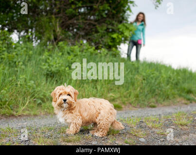 Havanese. Puppy searching owner, which is hiding nearby. Germany Stock Photo