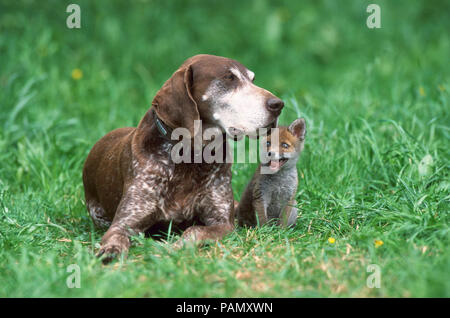 Animal friendship: German Shorthaired Pointer and young red fox (Vulpes vulpes) on a meadow. Germany Stock Photo