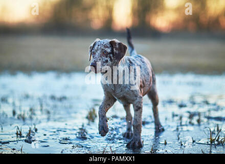 Mixed-breed dog. Puppy dog walking on frozen puddle at dusk. Germany Stock Photo