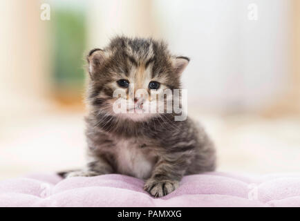 Norwegian Forest Cat. Tabby kitten (5 weeks old) lying on a cushion. Germany, Stock Photo