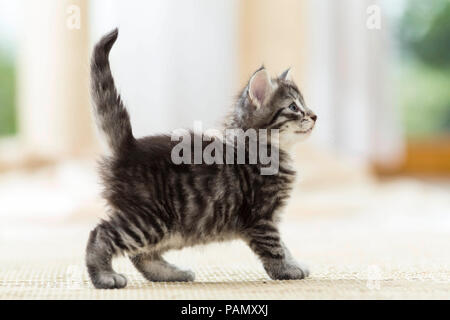 Norwegian Forest Cat. Tabby kitten (7 weeks old) standing on a rug. Germany Stock Photo