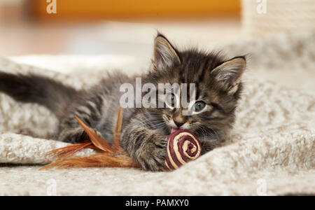 Norwegian Forest Cat. Kitten with toy lying on a rug. Germany Stock Photo