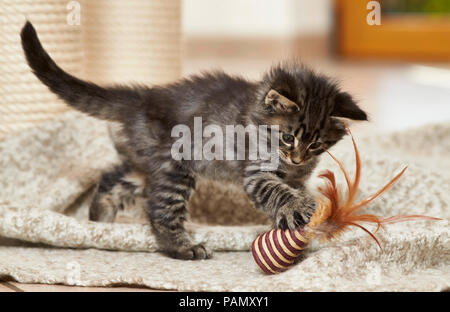Norwegian Forest Cat. Kitten playing with toy on a rug. Germany Stock Photo