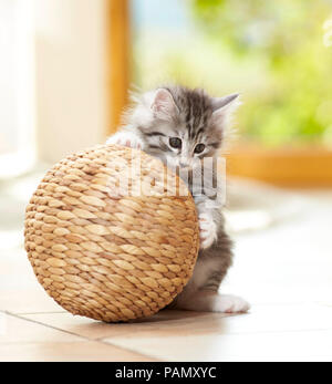 Norwegian Forest Cat. Kitten playing with a ball. Germany Stock Photo