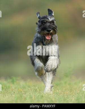 Giant Schnauzer. Adult dog running on grass towards the camera. Germany Stock Photo