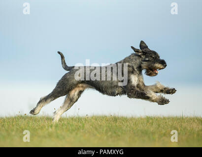 Giant Schnauzer. Adult dog running on grass. Germany Stock Photo