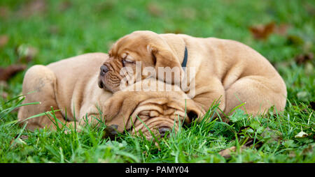 Bordeaux Mastiff, Bordeauxdog. Two puppies sleeping on a meadow. Germany Stock Photo