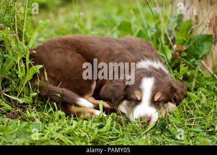 Miniature Australian Shepherd. Puppy sleeping on a meadow. Germany Stock Photo