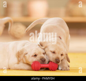 Labrador Retriever. Two puppies (6 weeks old) playing next to red toy bone. Germany Stock Photo