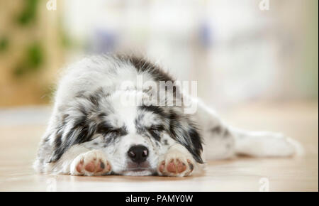 Border Collie. Puppy sleeping on parquet. Germany Stock Photo
