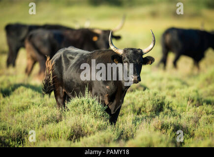 Camargue Cattle. Bull standing on a pasture. Camargue, France Stock Photo