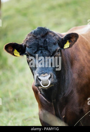 German Angus Cattle. Portrait of adult bull. Germany. Stock Photo