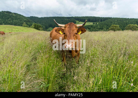 Harzer Rotvieh. Cow standing on a pasture, eating grass. Germany. Stock Photo