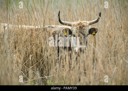 Recreated Aurochs, Heck Cattle (Bos primigenius primigenius). Adult hiding in reed. Germany Stock Photo