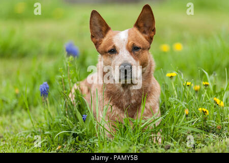 Australian Cattle Dog lying in a flowering meadow. Germany.. Stock Photo