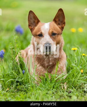 Australian Cattle Dog lying in a flowering meadow. Germany.. Stock Photo