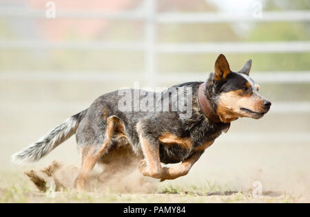 Australian Cattle Dog driving cattle. Germany.. Stock Photo