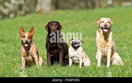 Australian Cattle Dog, pug and pair of Labrador Retrievers sitting on a meadow. Germany. Stock Photo