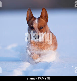Australian Cattle Dog running in snow. Germany Stock Photo