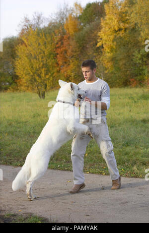White Swiss Shepherd Dog jumping up to a man. Germany Stock Photo