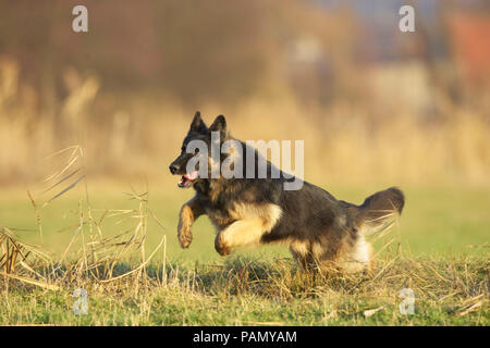 Old German Shepherd Dog. Adult running on a meadow. Germany. Stock Photo