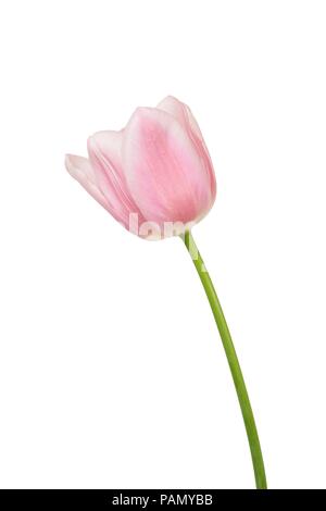 Single Pink Tulip Flower Isolated on White Background Stock Photo - Alamy