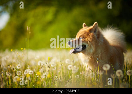 Eurasier, Eurasian. Adult dog standing in a meadow with bÃ¶wballs. Germany