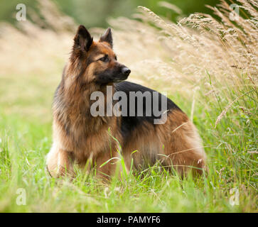 Old German Shepherd Dog. Adult standing on a meadow. Germany. Stock Photo