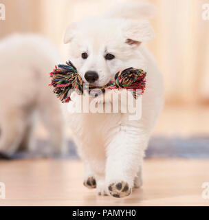 White Swiss Shepherd Dog. A puppy carries a colorful toy rope through an apartment. Germany Stock Photo