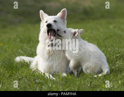 White Swiss Shepherd Dog. Puppy playing with adult on a meadow. Germany Stock Photo
