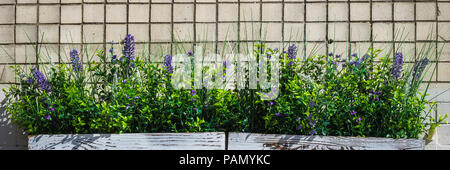 wooden box with daisies on a stone wall. Stock Photo