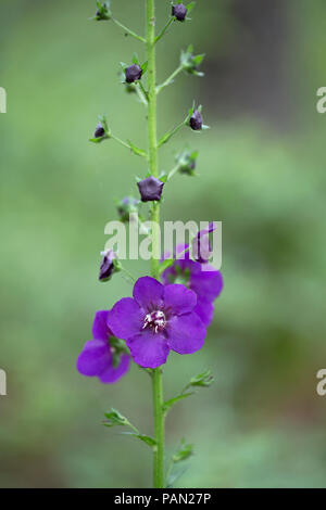 Purple Mullein (Verbascum phoeniceum) Stock Photo