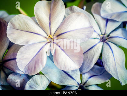blue striped flower on green background in Spain Stock Photo