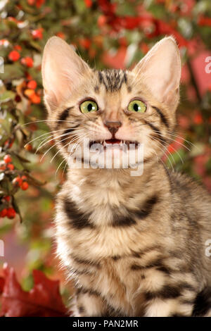 young bengal cat with a grinning mouth Stock Photo