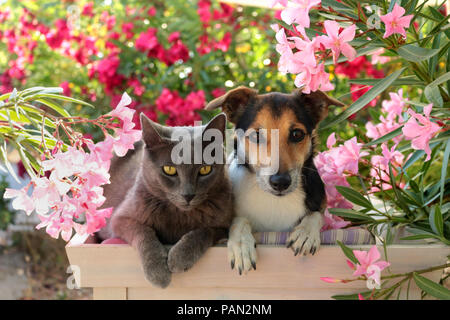 jack russell dog and blue domestic cat lying together in the garden Stock Photo