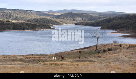 Lake Lyell with Coxs River on a cloudy day winter time. Horses on the field of grass. Stock Photo