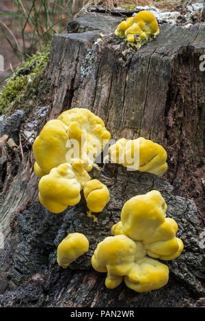 Crab-of-the-woods / sulphur polypore / sulphur shelf / chicken-of-the-woods (Laetiporus sulphureus) early stage growing on dead tree stump in summer Stock Photo