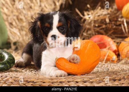 cavalier king charles puppy lying between pumkins Stock Photo