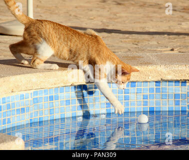 domestic cat, red tabby white, trying to catch a ping pong ball out of a pool Stock Photo