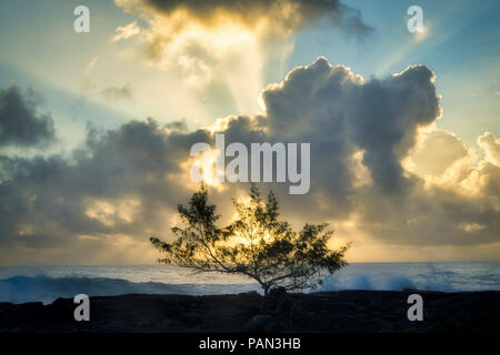 Ironwood tree and  sunrise on ocean. Puna Coast, Hawaii. The big island Stock Photo