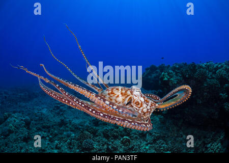 This view shows the eight armed cephalopod free swimming in mid-water. Day octopus, Octopus cyanea, Hawaii. Stock Photo