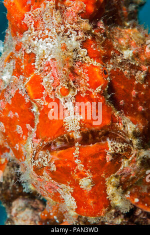 A close look at a Commerson's Frogfish, Antennarius commersoni, Hawaii. Stock Photo