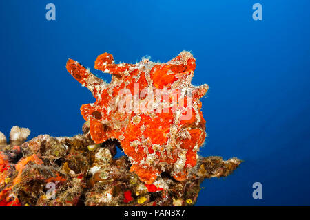 Commerson's Frogfish, Antennarius commersoni, Hawaii. Stock Photo