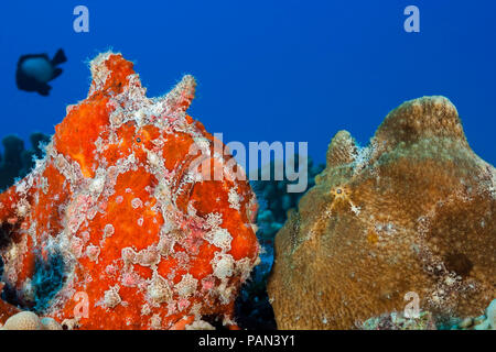 A pair of Commerson's Frogfish, Antennarius commersoni, Hawaii. Stock Photo