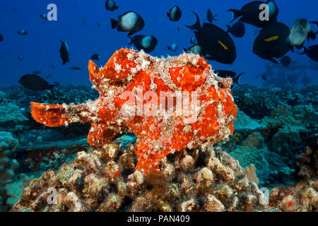 Commerson's Frogfish, Antennarius commersoni, Hawaii. Stock Photo