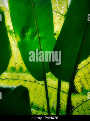 Fern silhouetted behind Large leaf. Hawaii Tropical Botanical Gardens, The Big Island Stock Photo