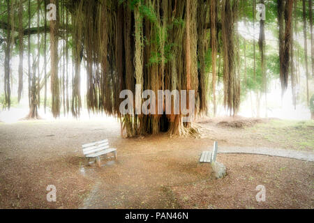 Banyon tree and benches. Liliuokalani Gardens. Hilo, Hawaii