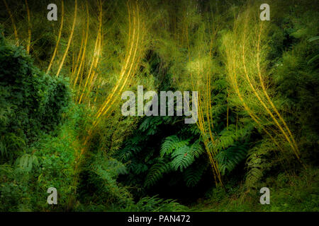 Stand of bamboo at Akaka Falls. Hawaii, The Big Island. Stock Photo