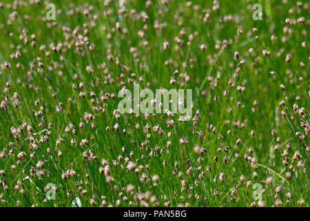 Spike Rush (Eleocharis spp Stock Photo - Alamy