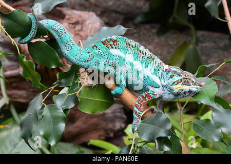 A colorful chameleon walks around its environment showing off its beauty. Stock Photo